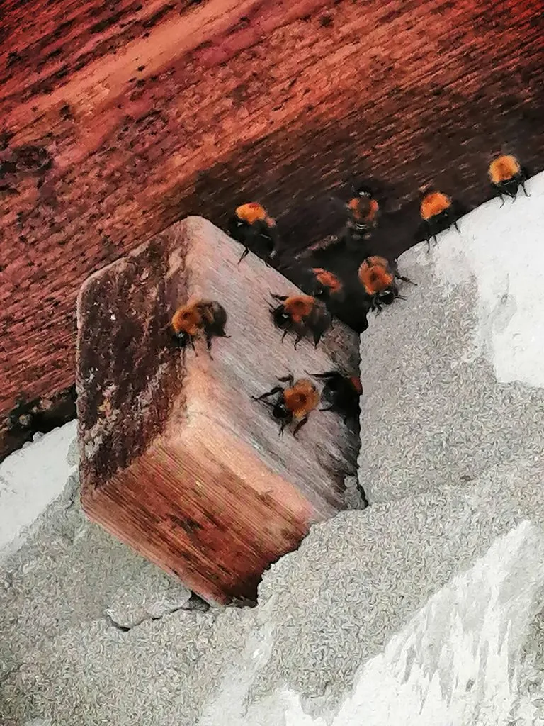 Чайная беседка