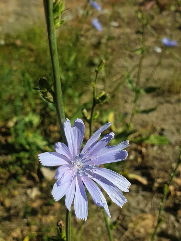 Чайная беседка