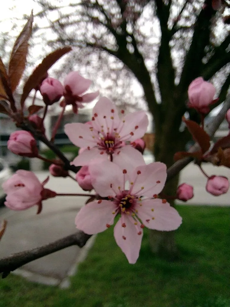 Чайная беседка