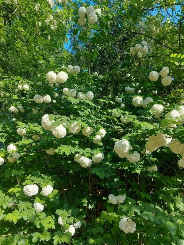 Чайная беседка