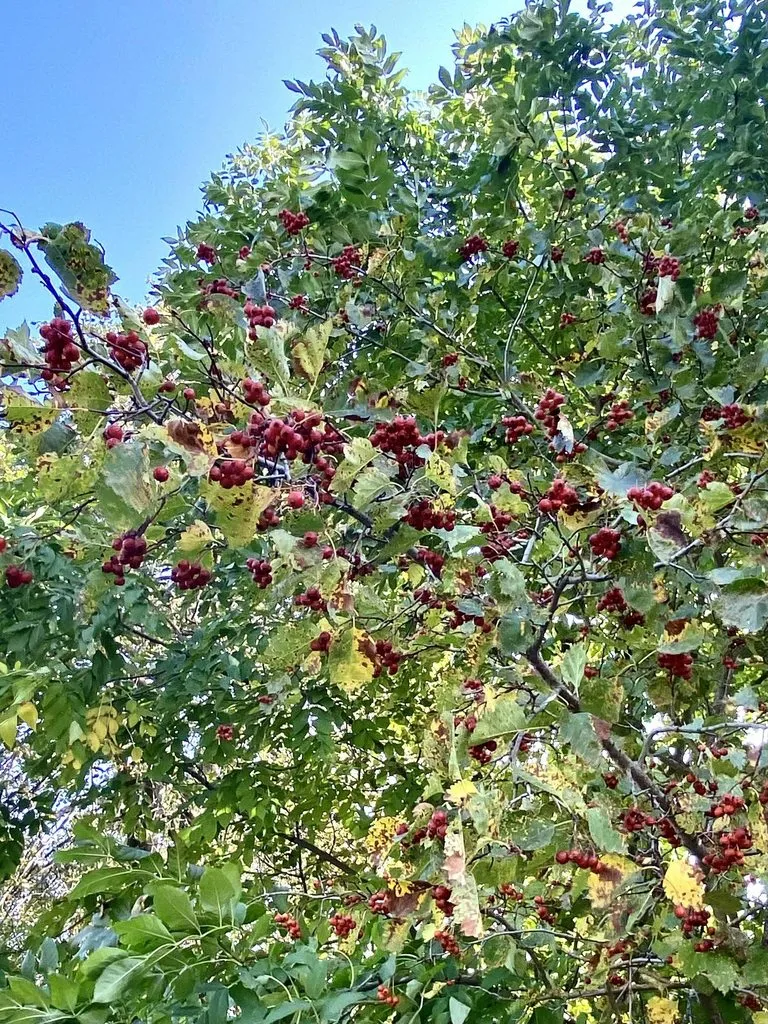Про всё на свете с Гюзелью
