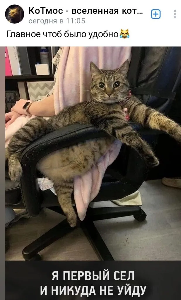 Кошичкина полиция