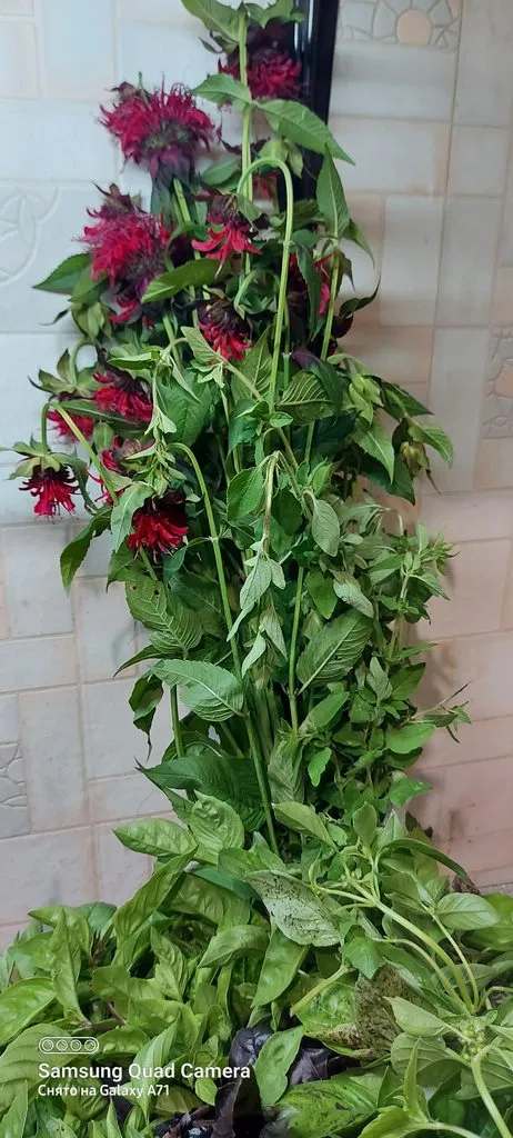 Чайная беседка