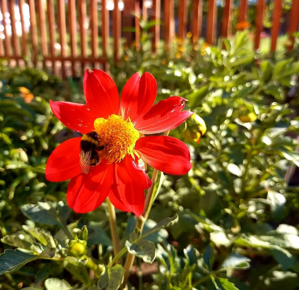 Чайная беседка