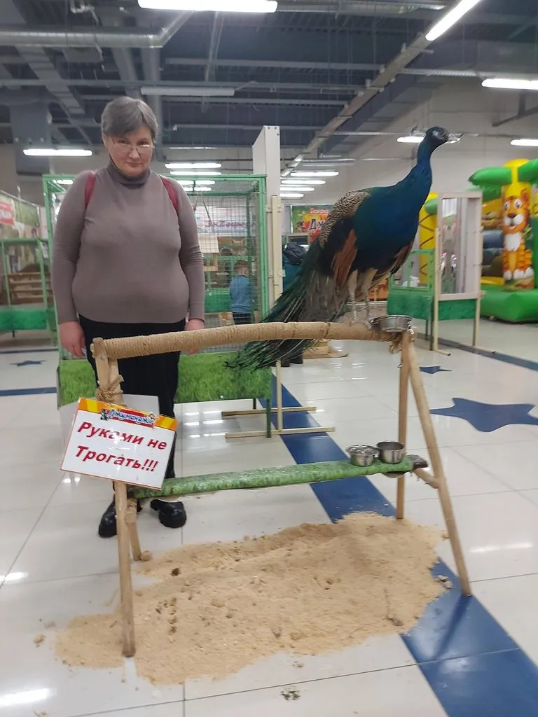 Чайная беседка