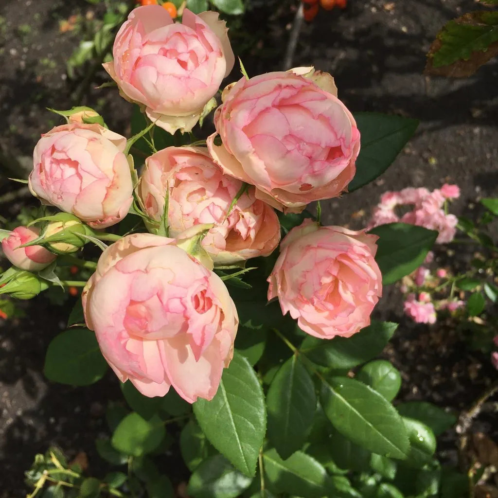 Чайная беседка