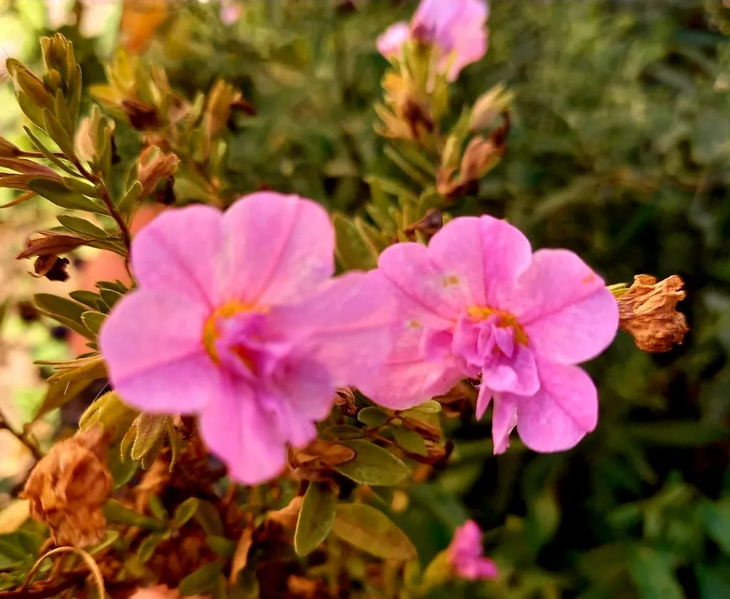 Чайная беседка