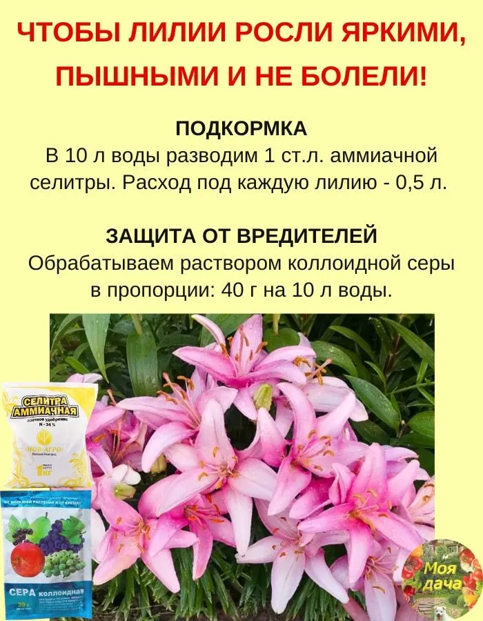 Домашняя инфографика