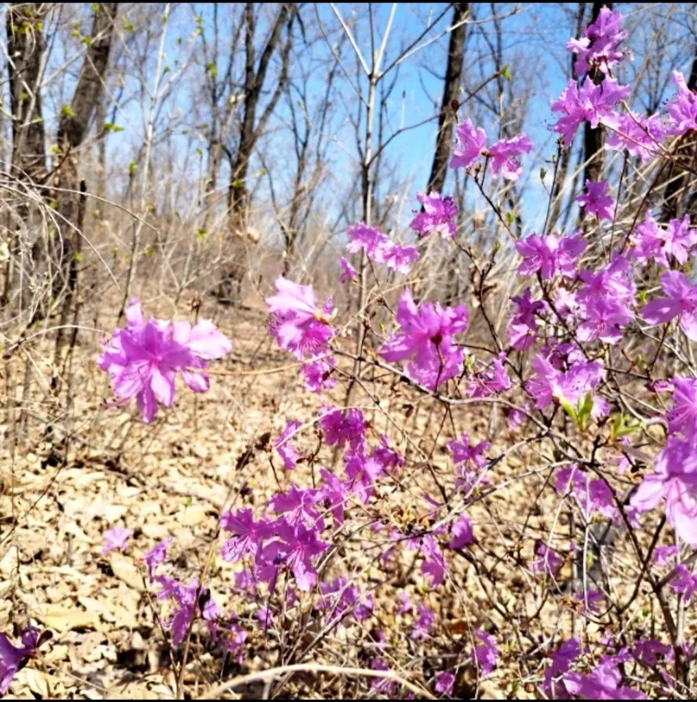 Чайная беседка