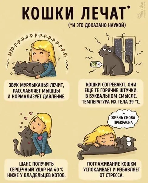 Кто сказал «Мяу»?