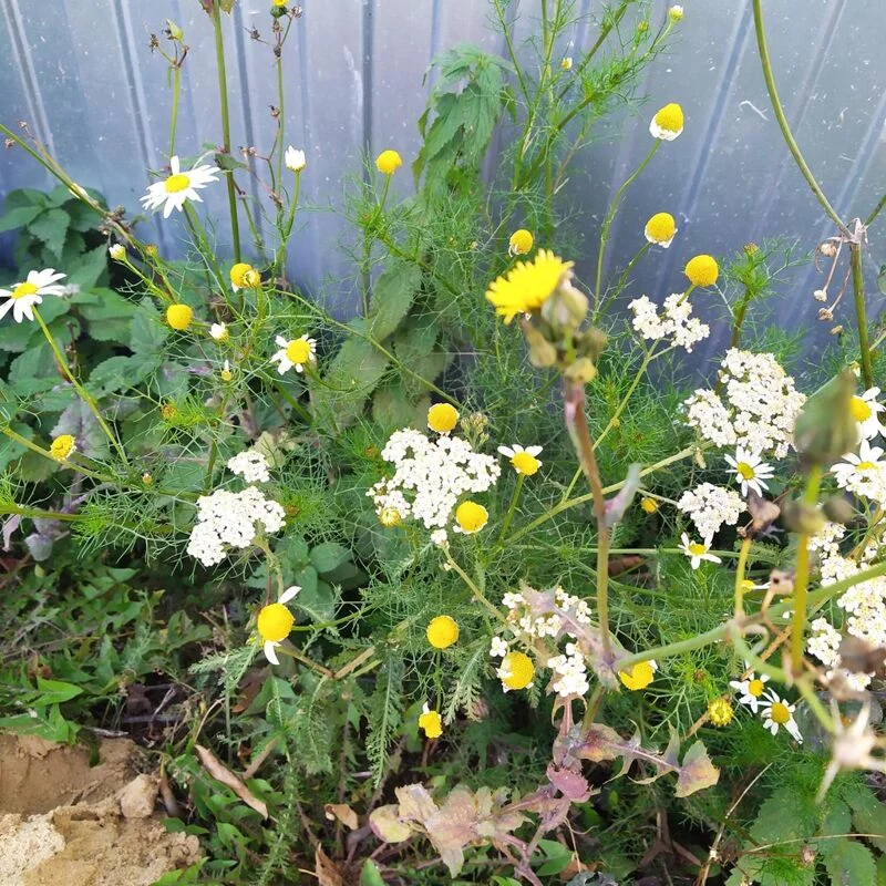 Чайная беседка