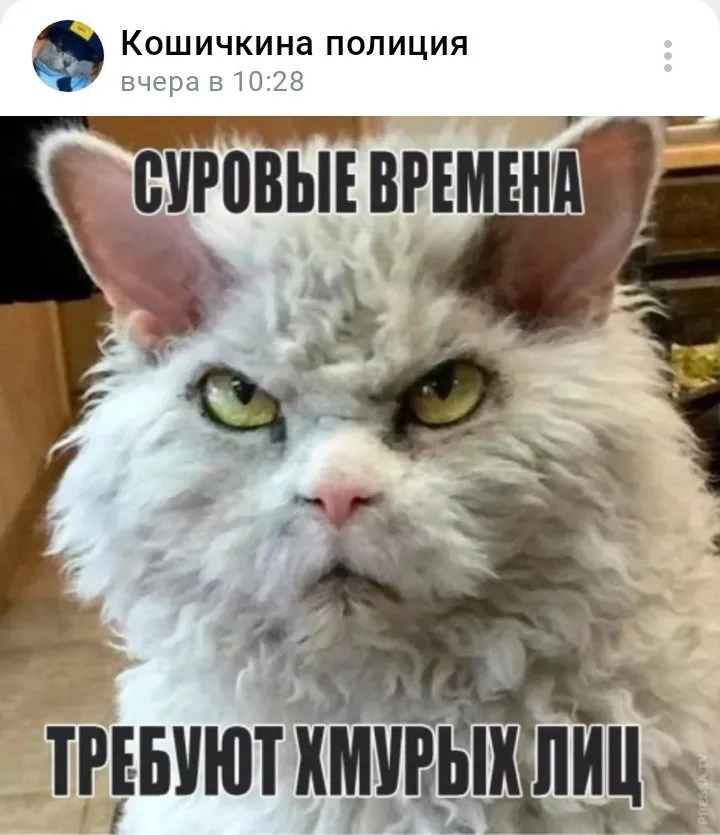 Кошичкина полиция