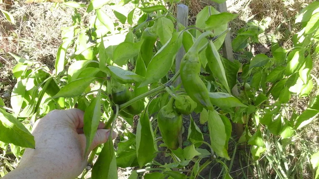 Чайная беседка