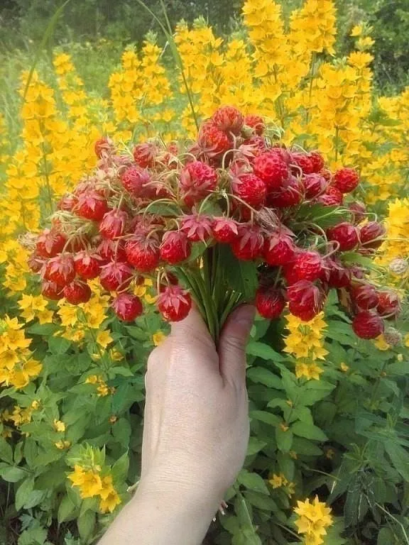 Печенье кокосовое