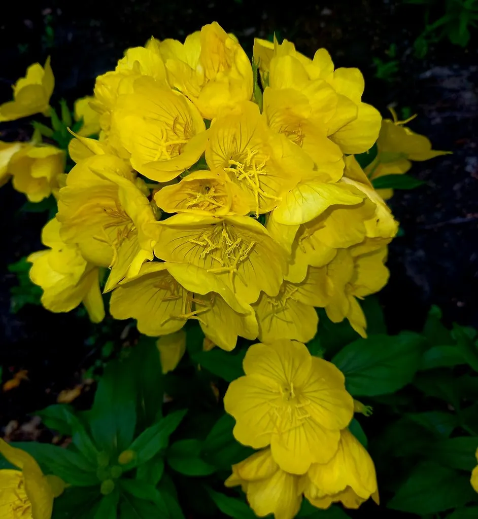 Чайная беседка