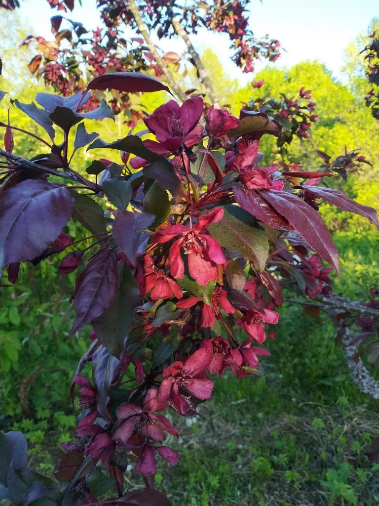 Кафе «У пани Сони»