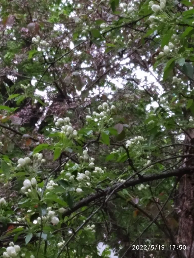 Чайная беседка