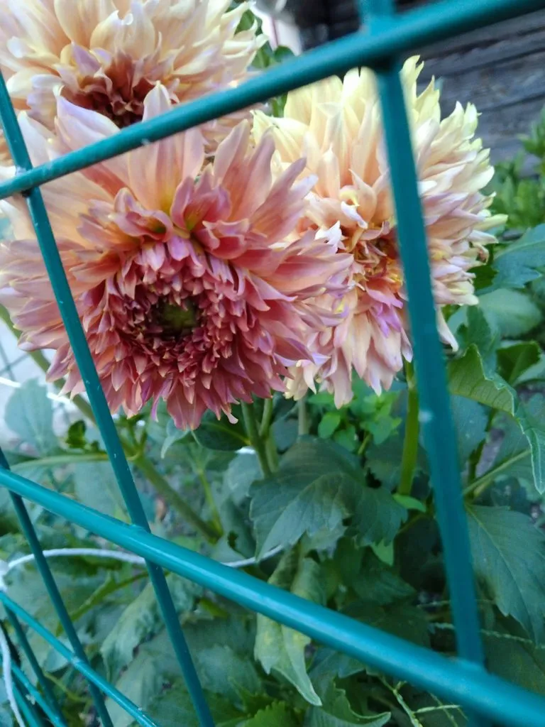 Чайная беседка