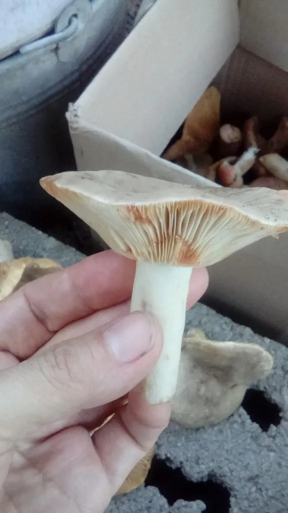 По грибы с лукошком