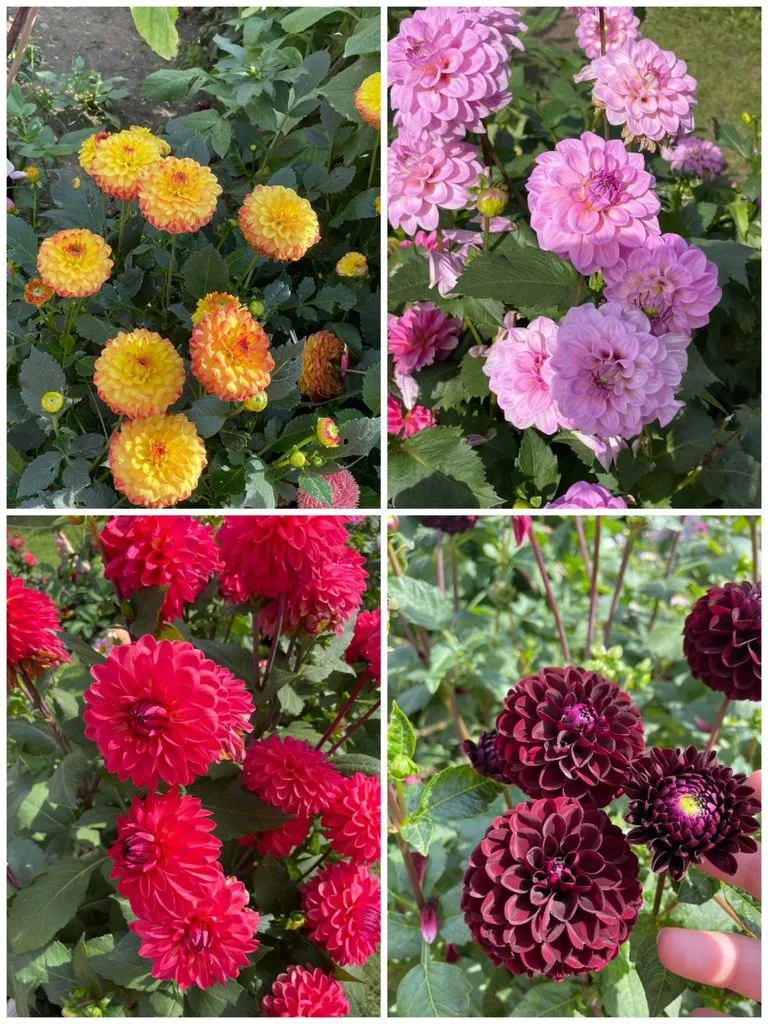 Чайная беседка