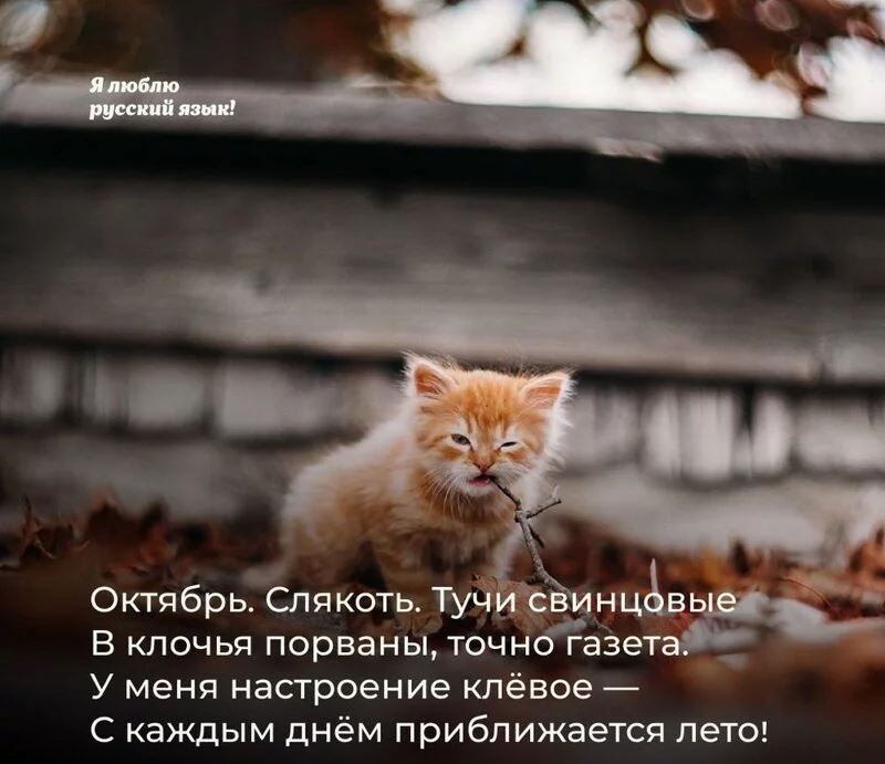 Кафе "У пани Сони"