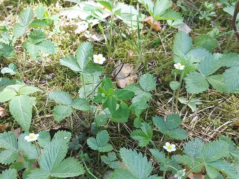 Чайная беседка