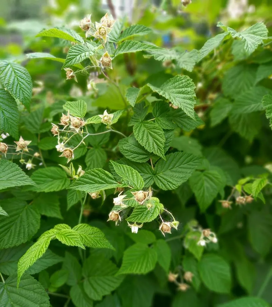 Чайная беседка