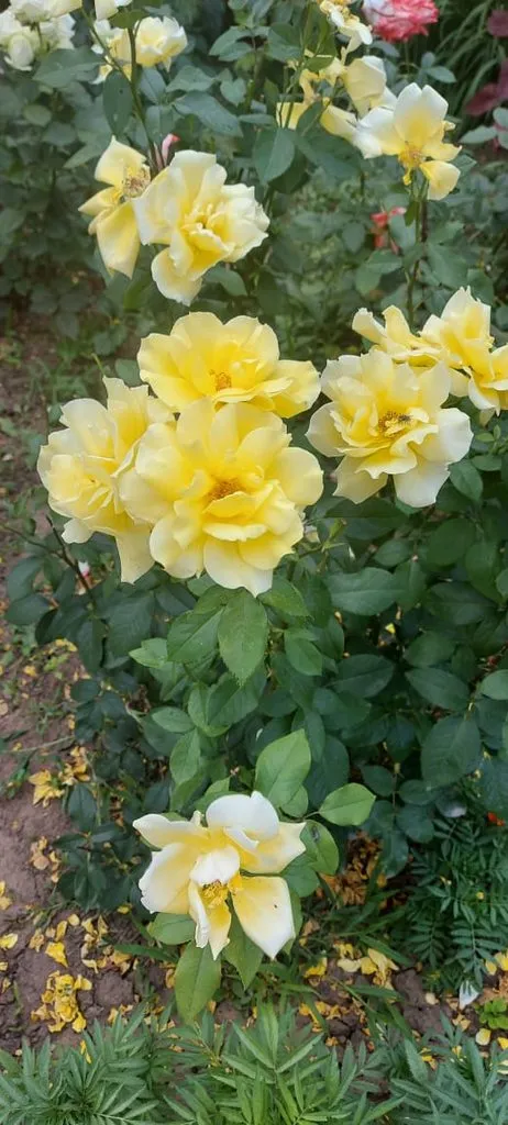 Чайная беседка