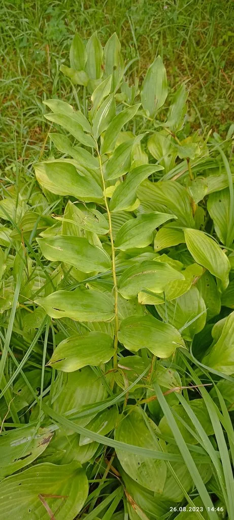 Флора