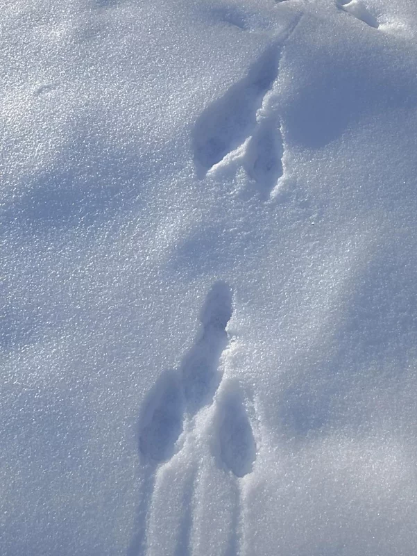 Фотонастроение