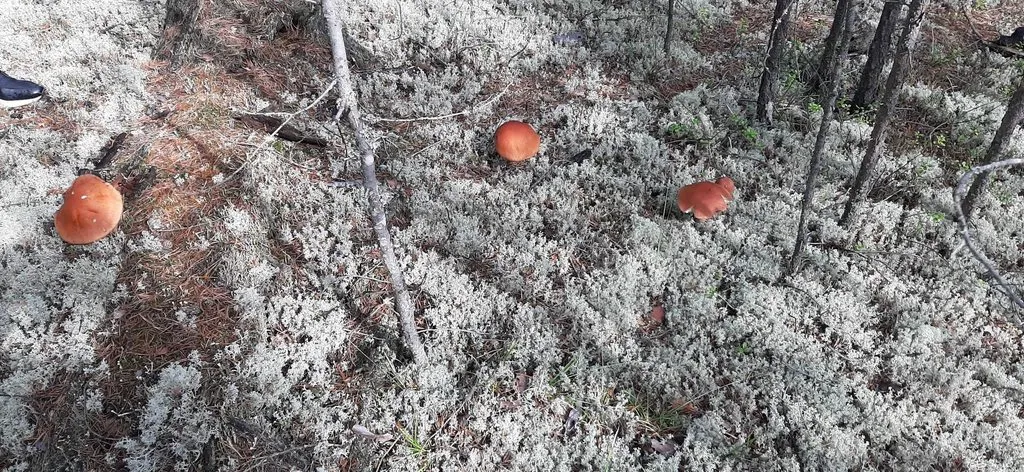 По грибы с лукошком