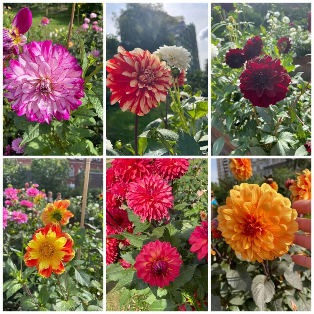 Чайная беседка