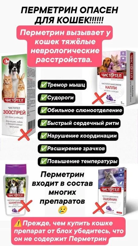 Кто сказал "Мяу"?