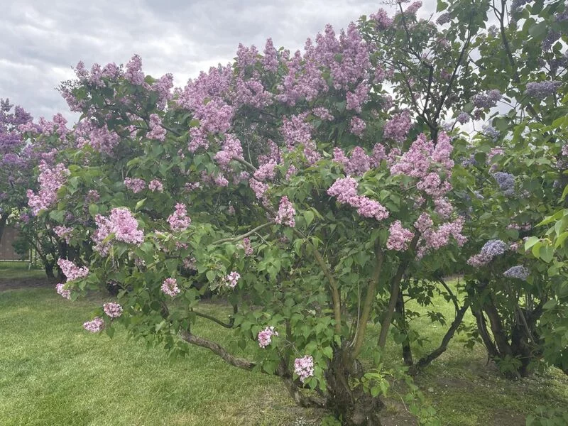 Чайная беседка