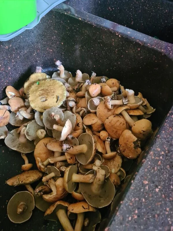 По грибы с лукошком