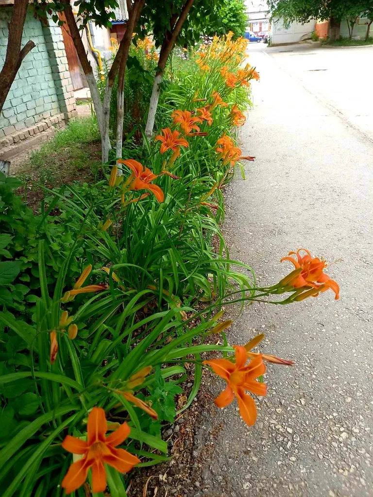 Чайная беседка