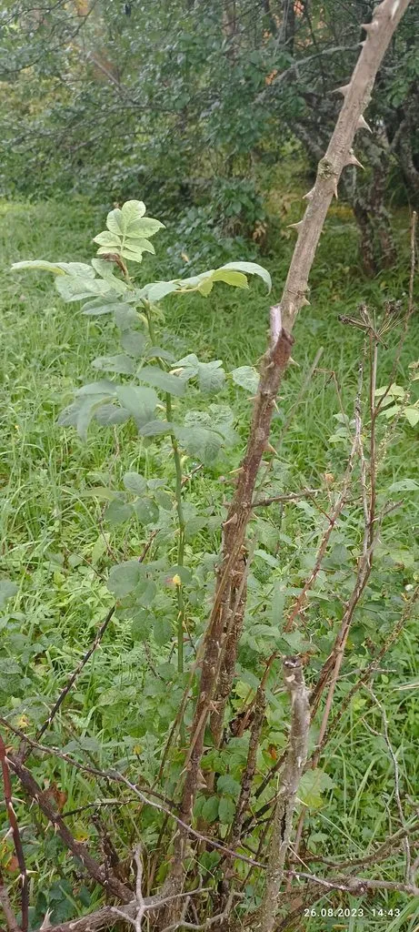 Флора