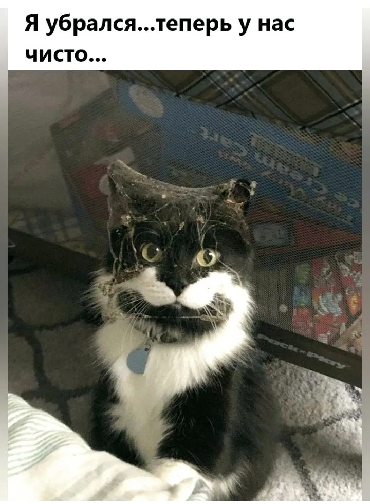 Кошичкина полиция