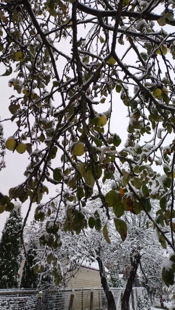 Чайная беседка