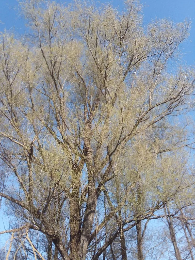 Чайная беседка