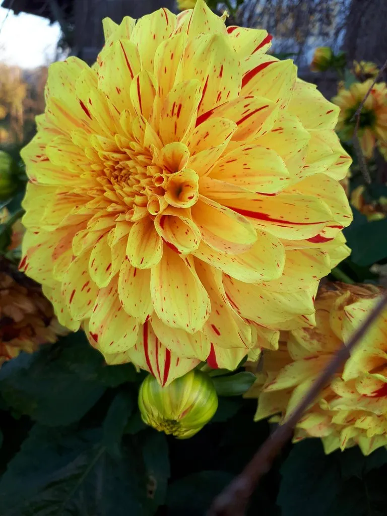 Чайная беседка