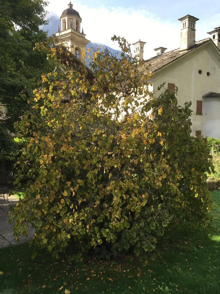 Чайная беседка