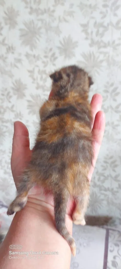 Tapтaлeтки & Ко