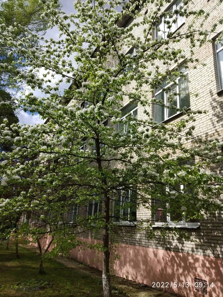 Чайная беседка