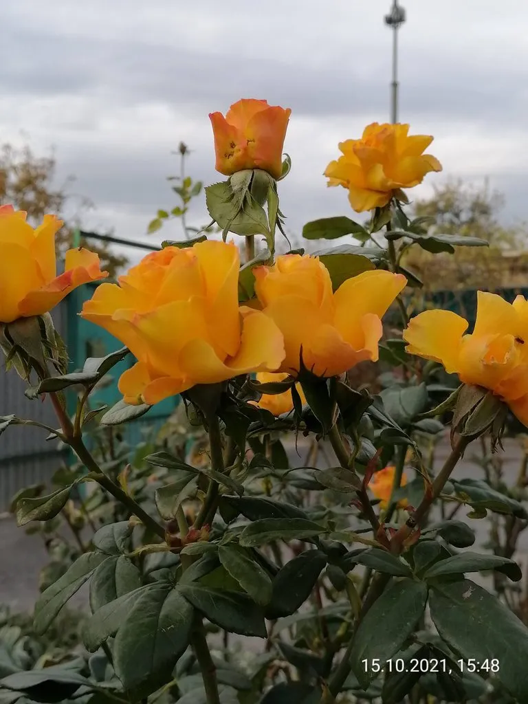 Чайная беседка