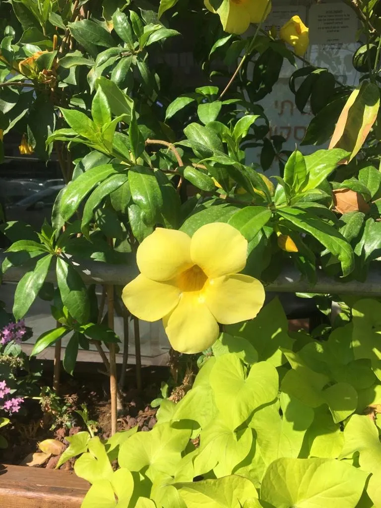 Чайная беседка