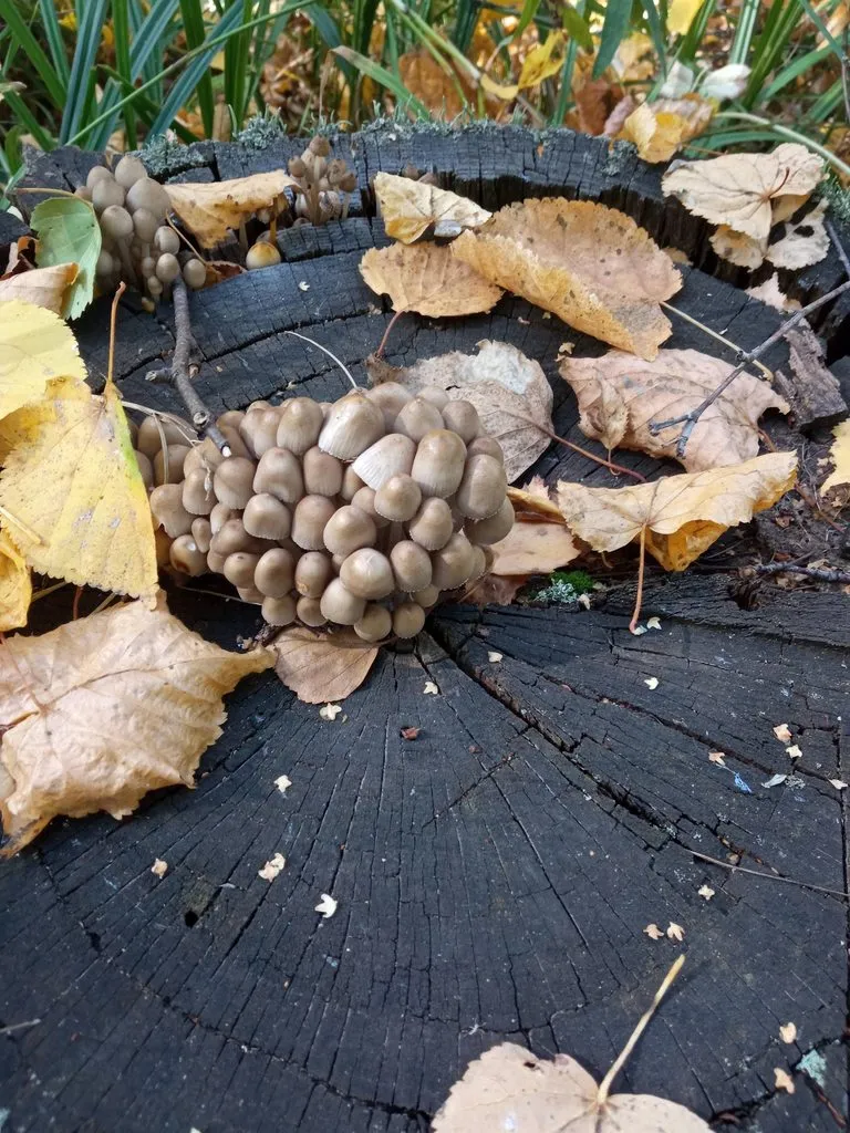 По грибы с лукошком