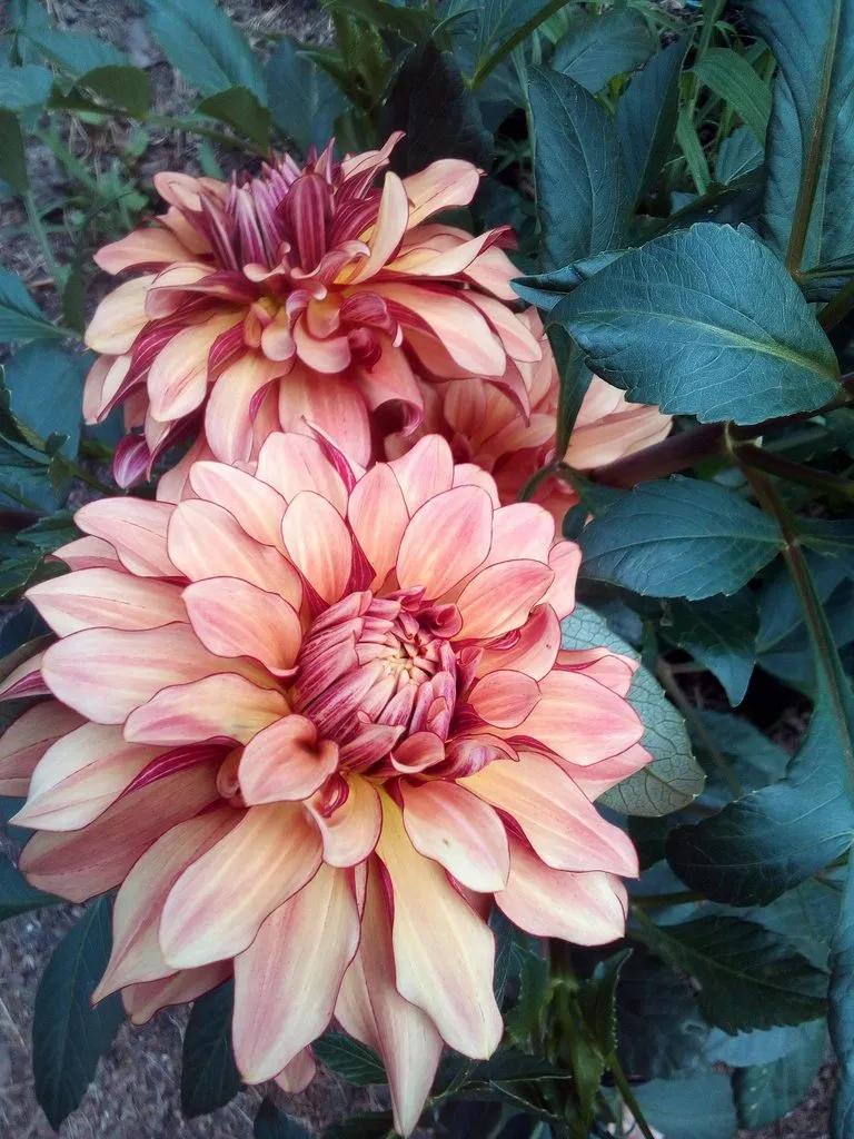 Чайная беседка