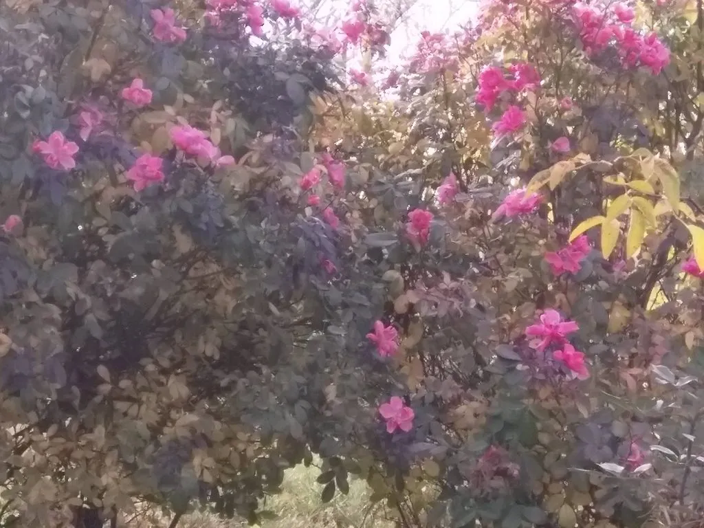 Чайная беседка