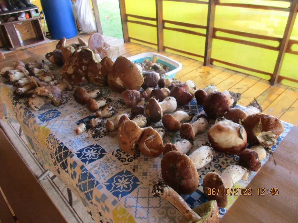 По грибы с лукошком